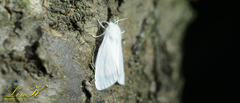 Hyphantria cunea