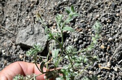Cryptantha echinella