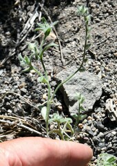 Cryptantha echinella