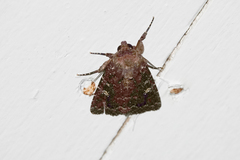 Condica dolorosa