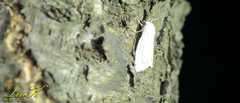 Hyphantria cunea