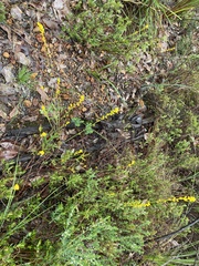 Phyllanthus calycinus