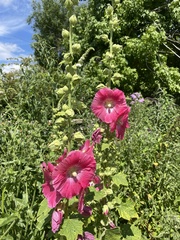 Alcea rosea
