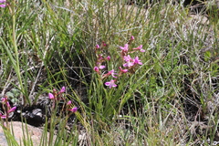 Disa oreophila erecta