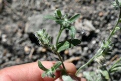 Cryptantha echinella
