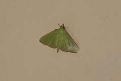 Parotis marginata