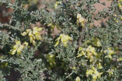 Crotalarieae