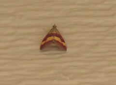 Pyrausta flavofascialis