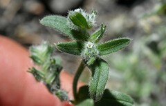Cryptantha echinella
