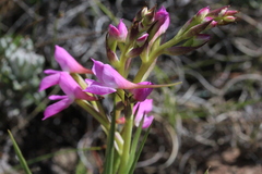Disa oreophila erecta