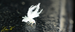 Ricania sublimata