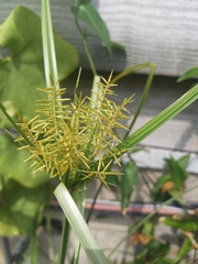 Cyperus rotundus