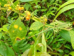 Solanum jamaicense