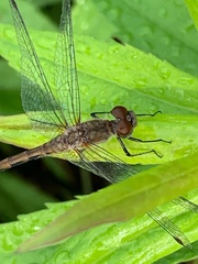 Sympetrum