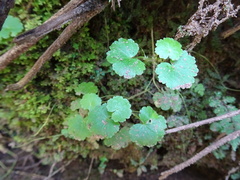 Hydrocotyle americana