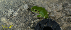 Hyla japonica