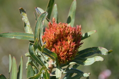 Protea witches broom phytoplasma