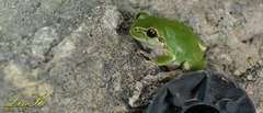 Hyla japonica