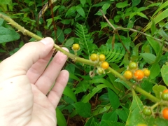 Solanum jamaicense
