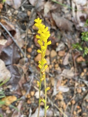 Synaphea