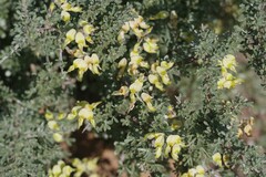 Crotalarieae