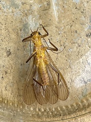 Plecoptera