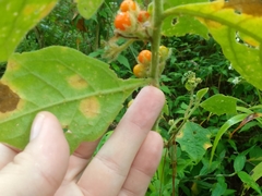 Solanum jamaicense