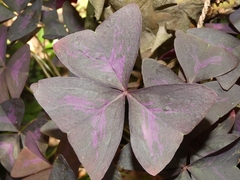 Oxalis triangularis