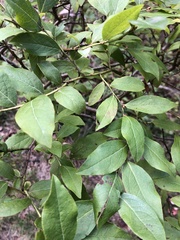 Vaccinium corymbosum