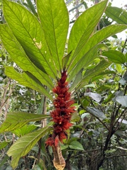 Columnea purpurata
