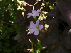 Oxalis triangularis