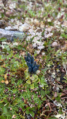 Gentiana glauca