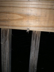 Larinioides cornutus