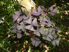 Oxalis triangularis
