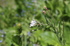 Epilobium salignum