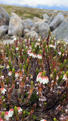 Cassiope tetragona