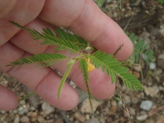 Chamaecrista