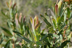 Protea witches broom phytoplasma