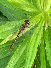 Sympetrum