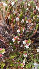 Cassiope tetragona