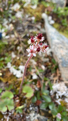 Micranthes nelsoniana