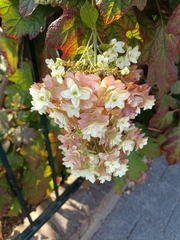 Hydrangea quercifolia