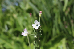 Epilobium salignum