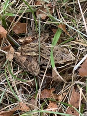 Rana arvalis