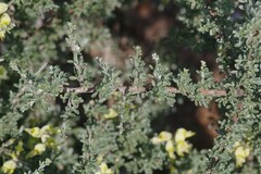 Crotalarieae