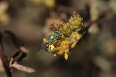 Agapostemon