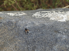 Mesembrina meridiana