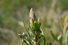 Protea witches broom phytoplasma