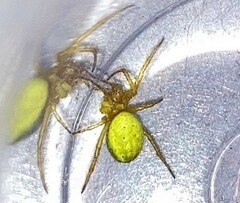 Araniella
