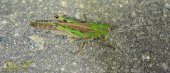 Locusta migratoria